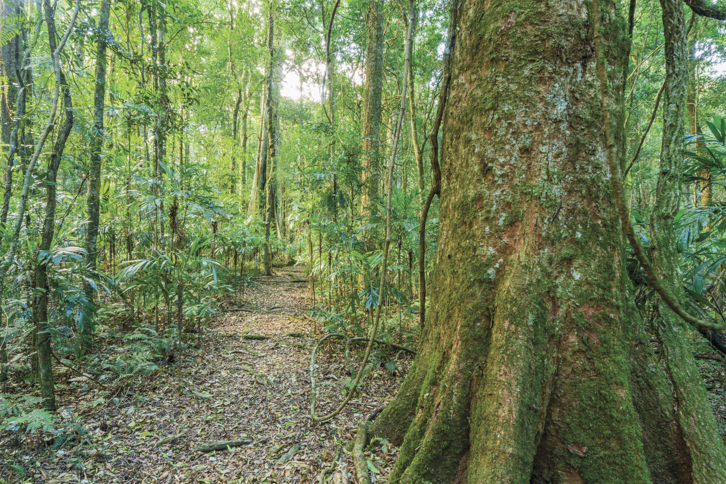 national-parks-in-tenterfield-visit-tenterfield-tenterfield-true