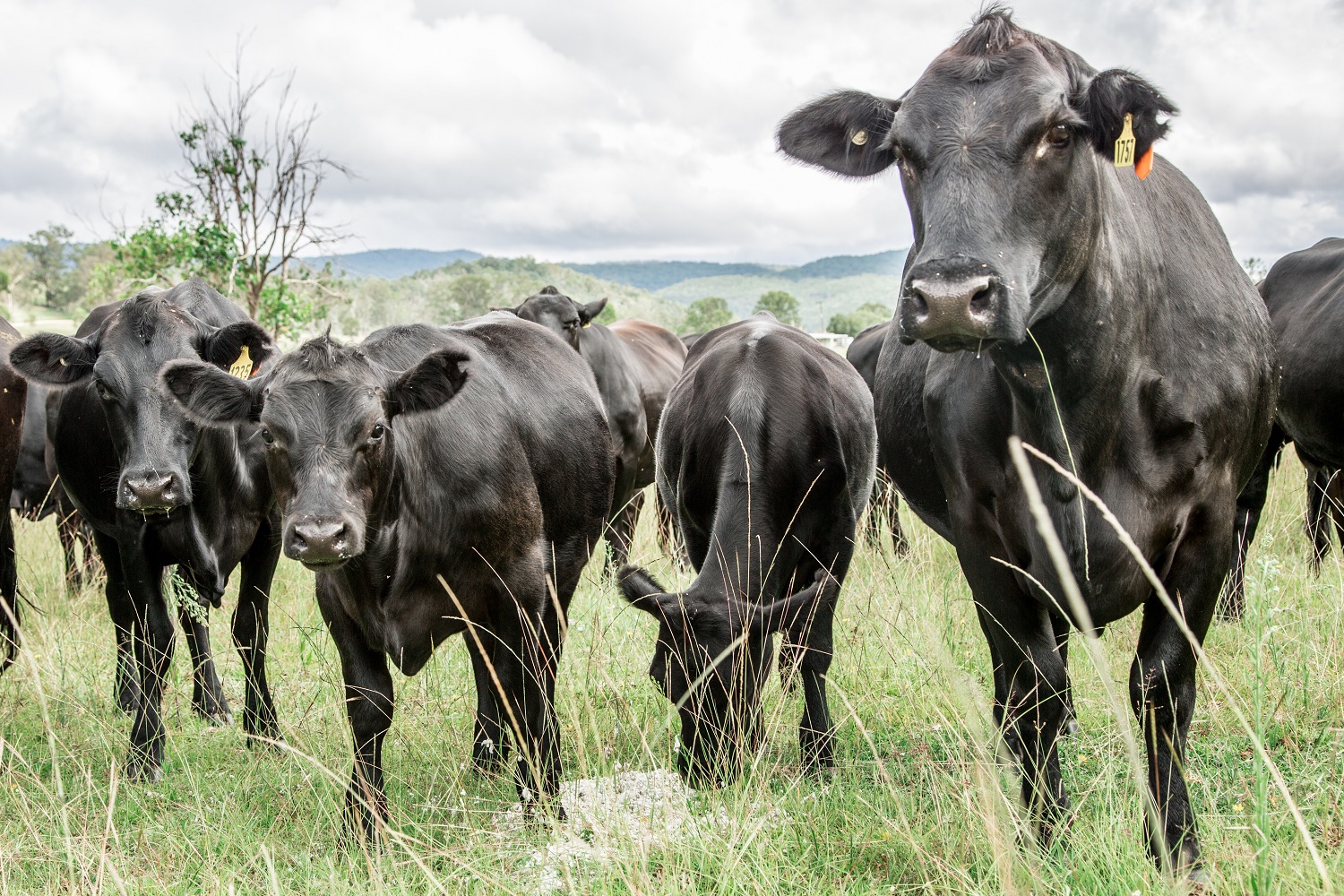 Agriculture & Farm Supplies | Destination Tenterfield